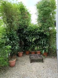 Goldhill Garden (D11), Semi-Detached #578684341